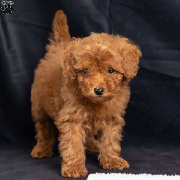 Ashley, Toy Poodle Puppy